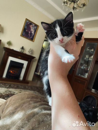 Котенок девочка в добрые руки