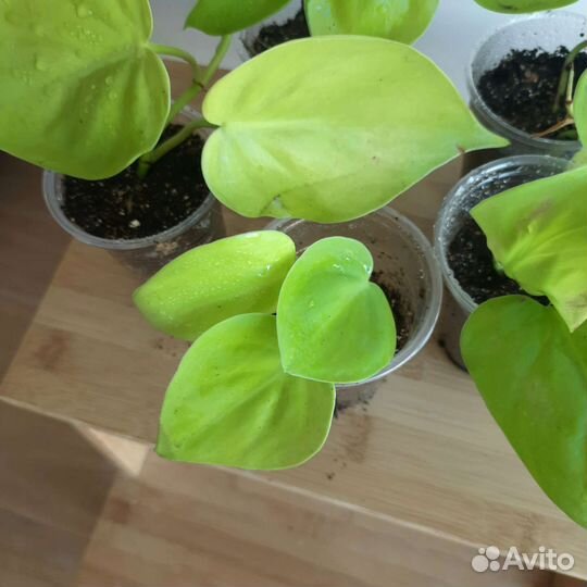 Филодендрон Сканденс Лемон / Лайм лиана комнатная