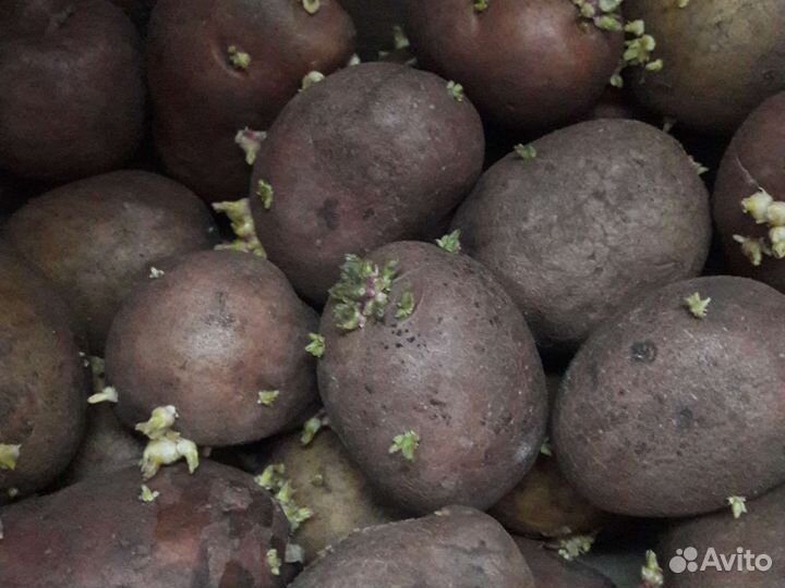 Семенной картофель