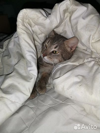 Серый котик с коротким хвостиком ищет дом