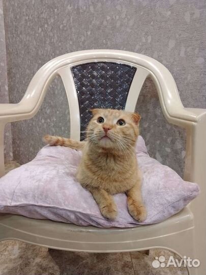 Вислоушкин