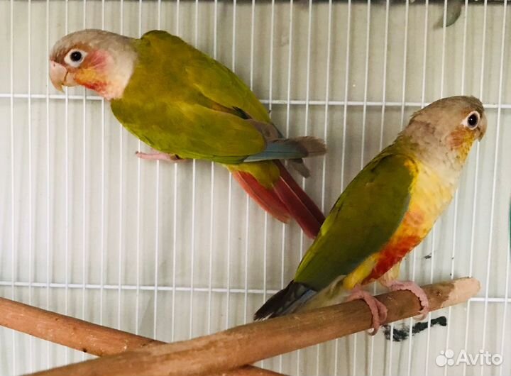 Попугай пиррура птенцы