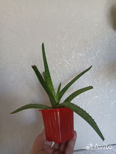 Алоэ, алоэ- вера