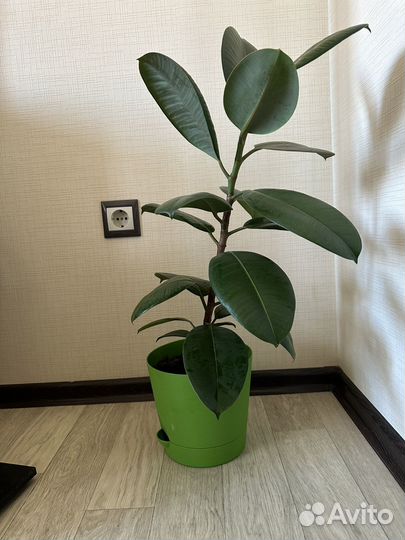 Фикус эластика робуста 60 см