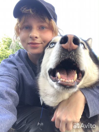 Кинолог/Выгул/Передержка/Дрессировка