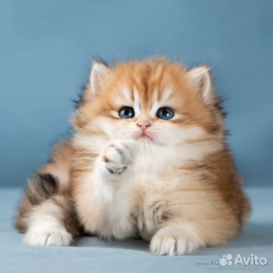 Котята золотые британские длинношерстные шиншиллы