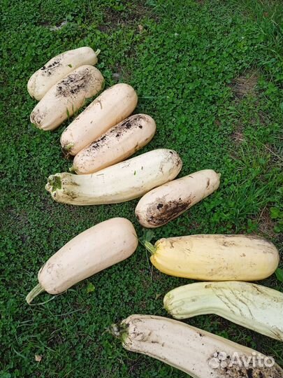 Тыква, кабачки, свекла