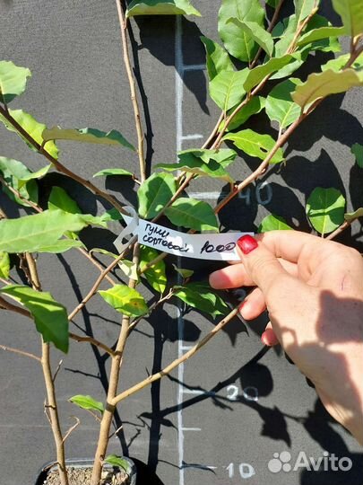 Гуми Лох Многоцветковый