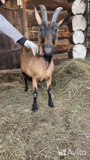 Продам козу и козла