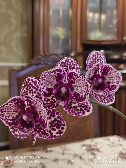 Орхидея фаленопсис бабочка Дикий Кот