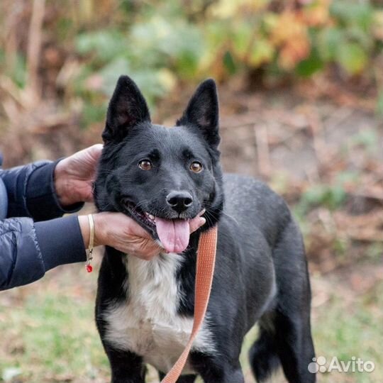 Собака в добрые руки