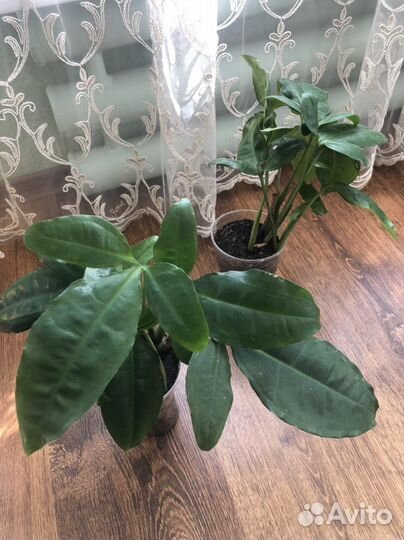 Комнатные растения: педилантус, страманта,манки