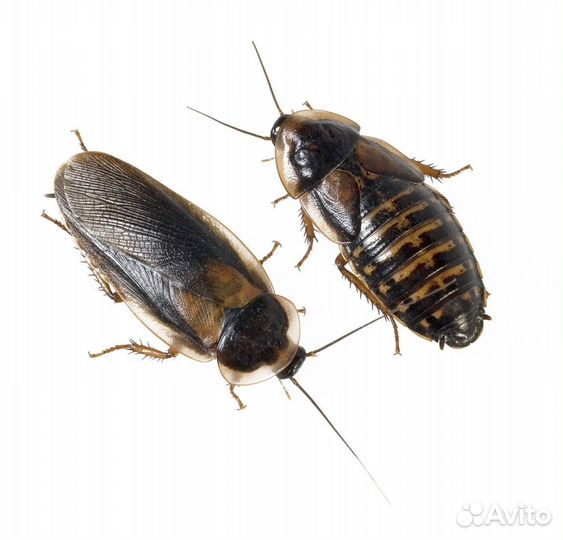 Аргентинский таракан