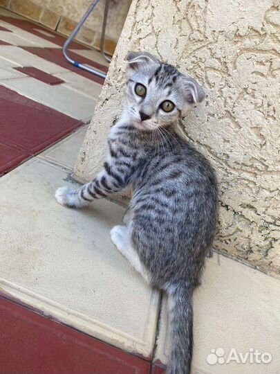 Котята. Девочки. Дагестан. регионыВ добрые ручки