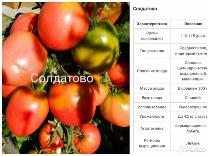 Семена Минусинских томатов