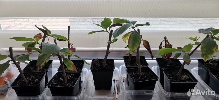 Магнолия саженцы