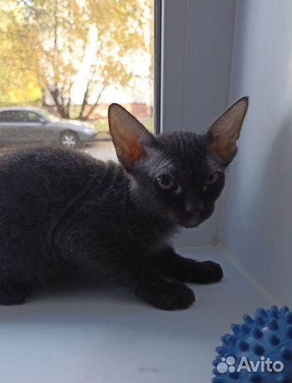 Донской сфинкс