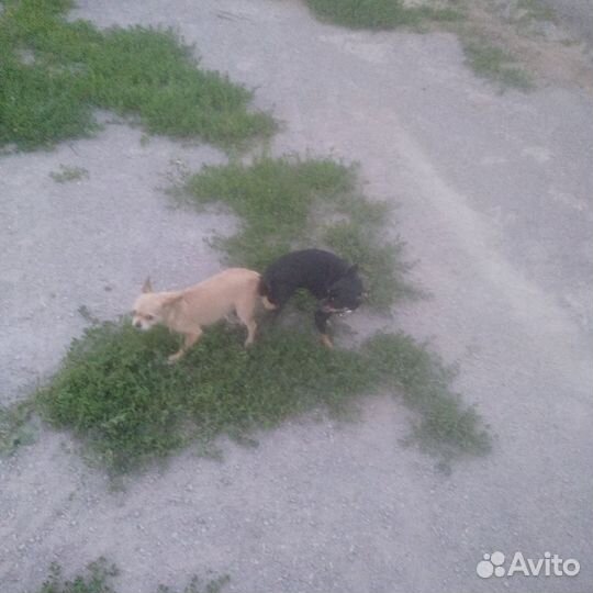 Отдам щенка в добрые руки