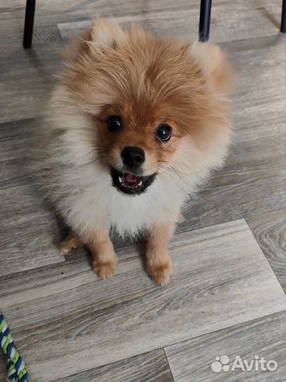 Щенок шпица