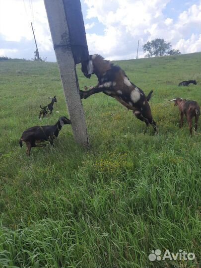 Козёл, дойные козы и козлята