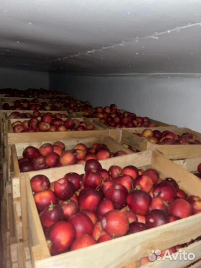 Яблоки сорт Моди