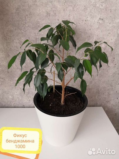 Комнатные растения