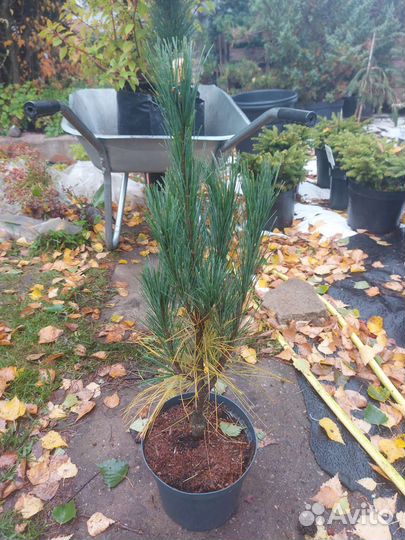 Pinus strobus Stowe Pillar 30-40см