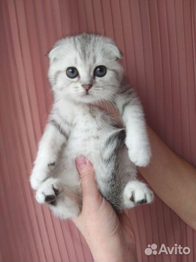 Шотландские котятки