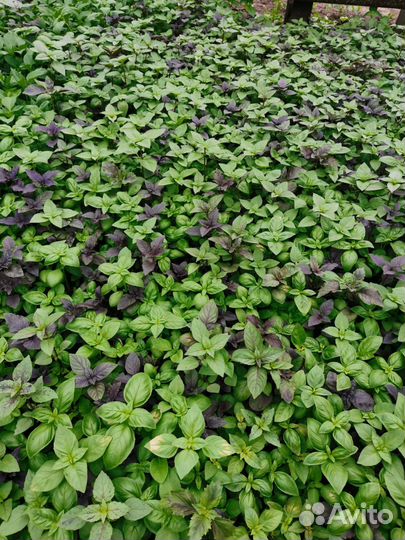 Хоста растение