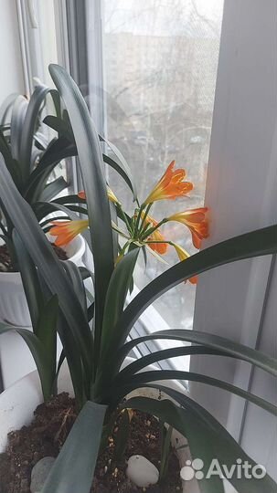 Комнатные цветы кливия