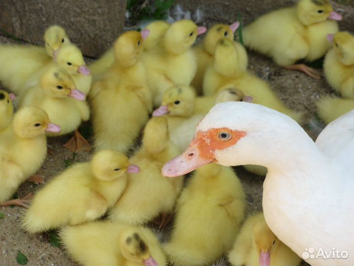 Мускусные утки индоутки индоутята