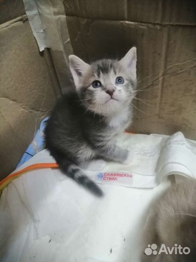 Кошка