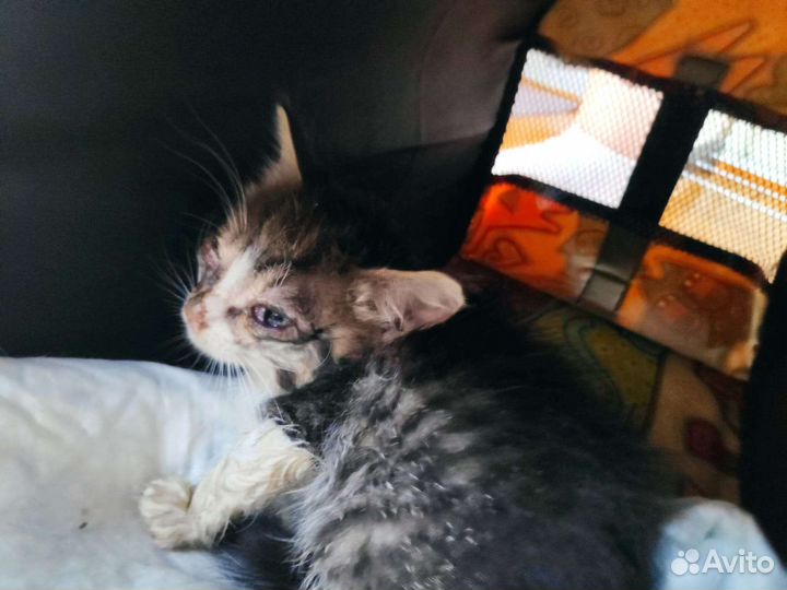 Очаровательный котенок 2 месяца в добрые руки