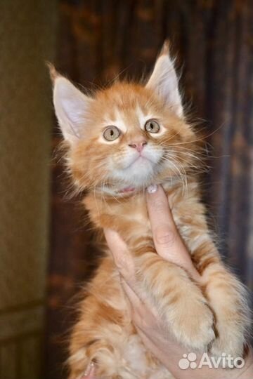 Котята мейн-кун