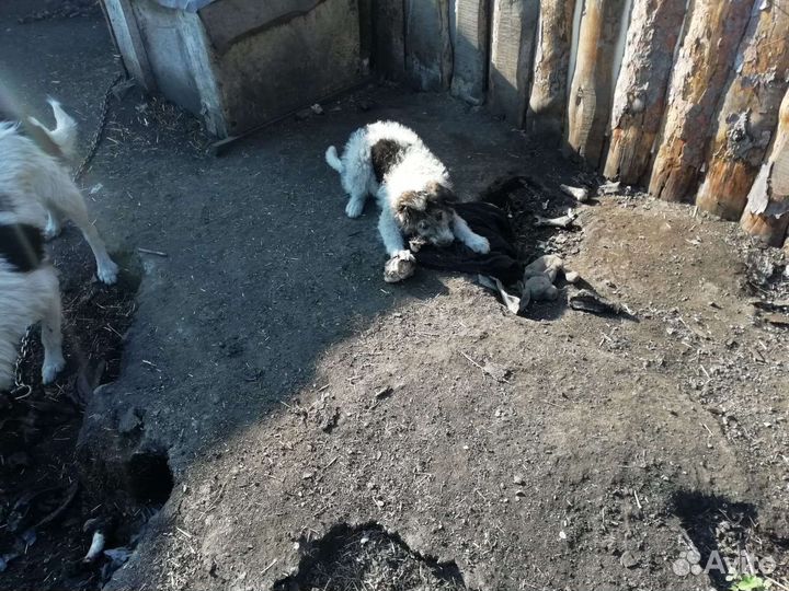 Отдам в добрые руки