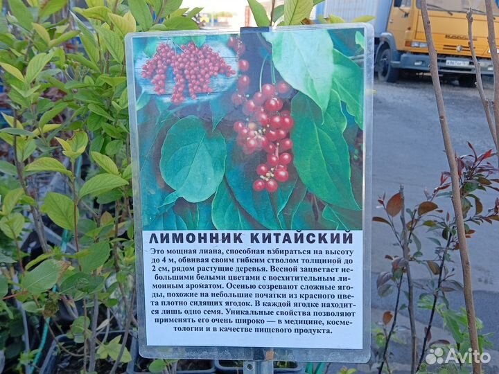 Лимонник китайский