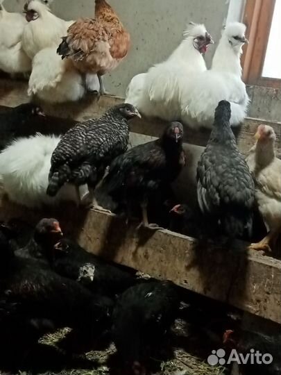 Цыплята подрощенные