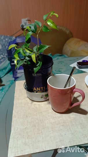 Фикус бенджамина