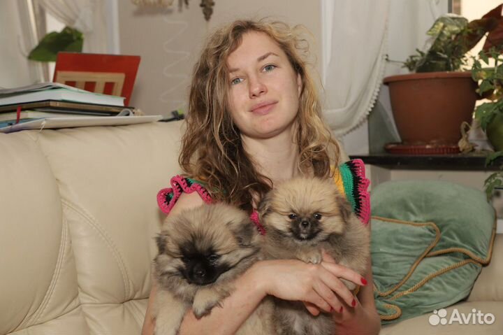 Померанский шпиц, щенки мальчик и девочка 2,5 мес