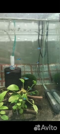 Аквариумные рыбки