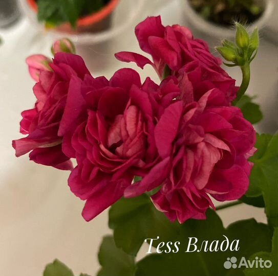 Пеларгонии