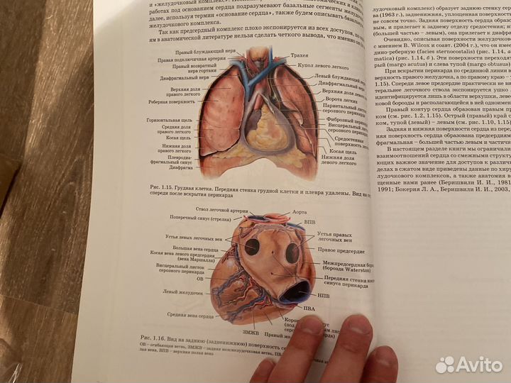 Анатомия сердца человека. Бокерия