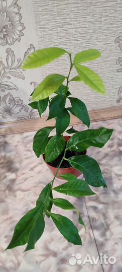 Лимон плодоносящий