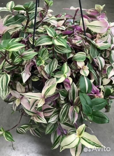 Традесканция разная, сеткреазия, сциндапсус