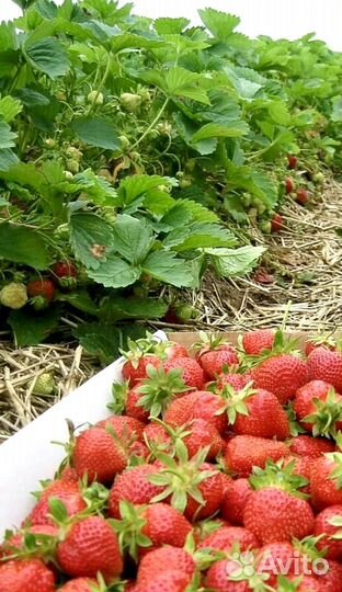 Продажа клубники и саженцы