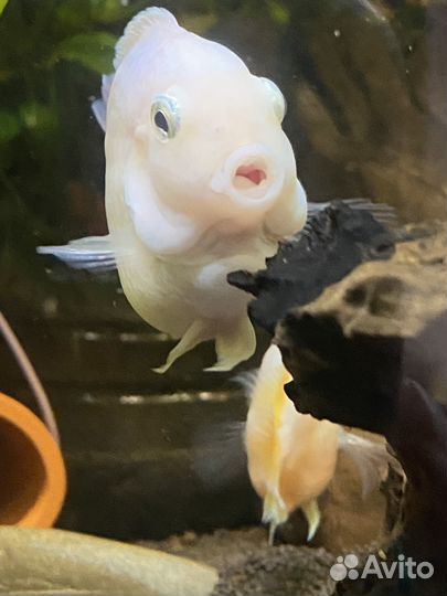 Платиновые попугаи и мальки еллоу