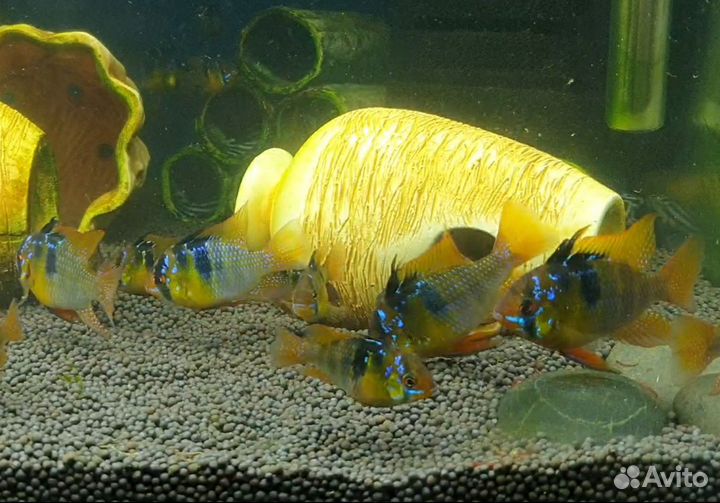 Апистограммы рамирези, скалярии