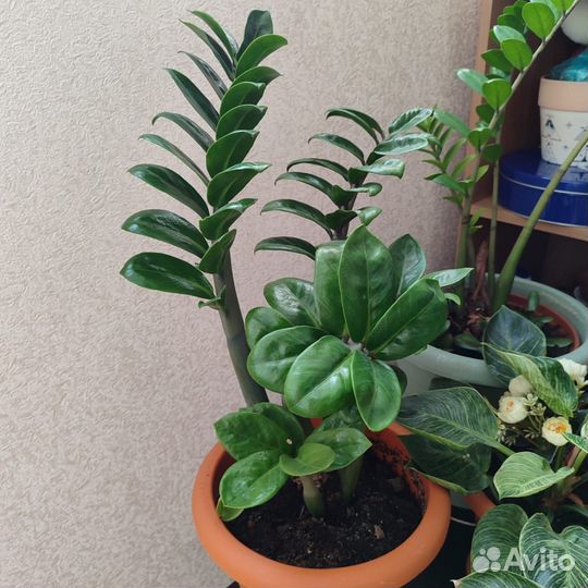 Замиокулькас зензи