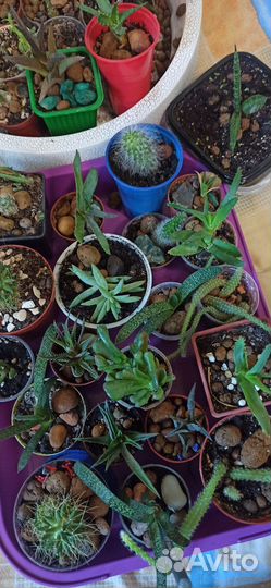 Кактусы и суккуленты