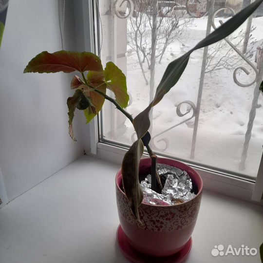 Комнатные цветы